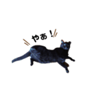 うちの黒猫の福ちゃん(日常会話)（個別スタンプ：7）
