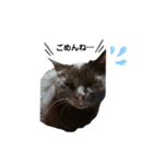 うちの黒猫の福ちゃん(日常会話)（個別スタンプ：11）
