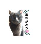 うちの黒猫の福ちゃん(日常会話)（個別スタンプ：15）