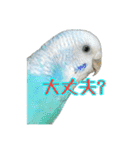 インコ「ルル」6（個別スタンプ：1）
