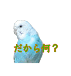 インコ「ルル」6（個別スタンプ：3）