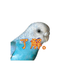インコ「ルル」6（個別スタンプ：4）