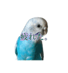 インコ「ルル」6（個別スタンプ：6）
