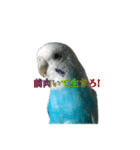 インコ「ルル」6（個別スタンプ：7）