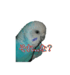 インコ「ルル」6（個別スタンプ：8）
