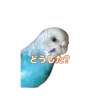 インコ「ルル」6（個別スタンプ：10）