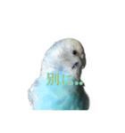 インコ「ルル」6（個別スタンプ：11）