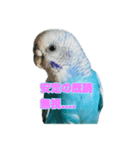 インコ「ルル」6（個別スタンプ：14）