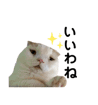 もこたくぽぅぽ（個別スタンプ：1）