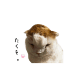 もこたくぽぅぽ（個別スタンプ：3）