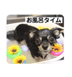 チワワのこたろうくん☆（個別スタンプ：6）