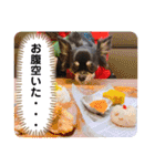 チワワのこたろうくん☆（個別スタンプ：7）