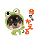 チワワのこたろうくん☆（個別スタンプ：8）