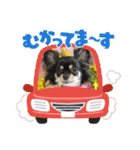 チワワのこたろうくん☆（個別スタンプ：9）