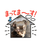チワワのこたろうくん☆（個別スタンプ：10）
