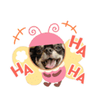チワワのこたろうくん☆（個別スタンプ：16）