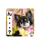チワワのこたろうくん☆（個別スタンプ：17）
