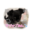 チワワのこたろうくん☆（個別スタンプ：23）
