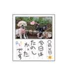 チワワのこたろうくん☆（個別スタンプ：30）