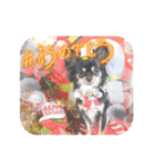 チワワのこたろうくん☆（個別スタンプ：31）