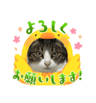 プリティーたまちゃん202303（個別スタンプ：5）