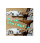 ちび＆みみ（個別スタンプ：3）