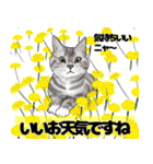 挨拶と日常会話のネコのステッカー（個別スタンプ：5）