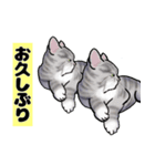 挨拶と日常会話のネコのステッカー（個別スタンプ：7）