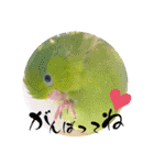 マメルリハ達3（個別スタンプ：4）
