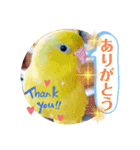 マメルリハ達3（個別スタンプ：6）