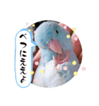 マメルリハ達3（個別スタンプ：13）