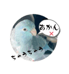 マメルリハ達3（個別スタンプ：15）