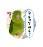 マメルリハ達3（個別スタンプ：16）