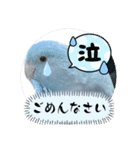 マメルリハ達3（個別スタンプ：17）