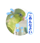 マメルリハ達3（個別スタンプ：20）