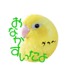 マメルリハ達3（個別スタンプ：22）