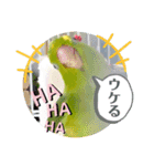 マメルリハ達3（個別スタンプ：24）