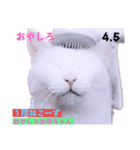 2023年第1弾ねこーずお名前スタンプ（個別スタンプ：1）