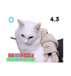 2023年第1弾ねこーずお名前スタンプ（個別スタンプ：3）