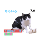 2023年第1弾ねこーずお名前スタンプ（個別スタンプ：10）