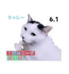 2023年第1弾ねこーずお名前スタンプ（個別スタンプ：11）