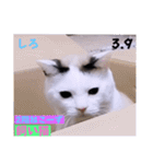 2023年第1弾ねこーずお名前スタンプ（個別スタンプ：13）