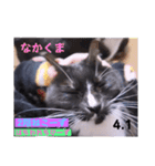 2023年第1弾ねこーずお名前スタンプ（個別スタンプ：17）