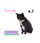 2023年第1弾ねこーずお名前スタンプ（個別スタンプ：18）