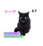 2023年第1弾ねこーずお名前スタンプ（個別スタンプ：19）