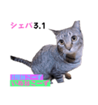 2023年第1弾ねこーずお名前スタンプ（個別スタンプ：20）