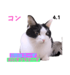 2023年第1弾ねこーずお名前スタンプ（個別スタンプ：22）