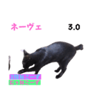 2023年第1弾ねこーずお名前スタンプ（個別スタンプ：24）