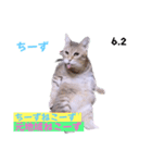 2023年第1弾ねこーずお名前スタンプ（個別スタンプ：26）