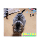 2023年第1弾ねこーずお名前スタンプ（個別スタンプ：27）